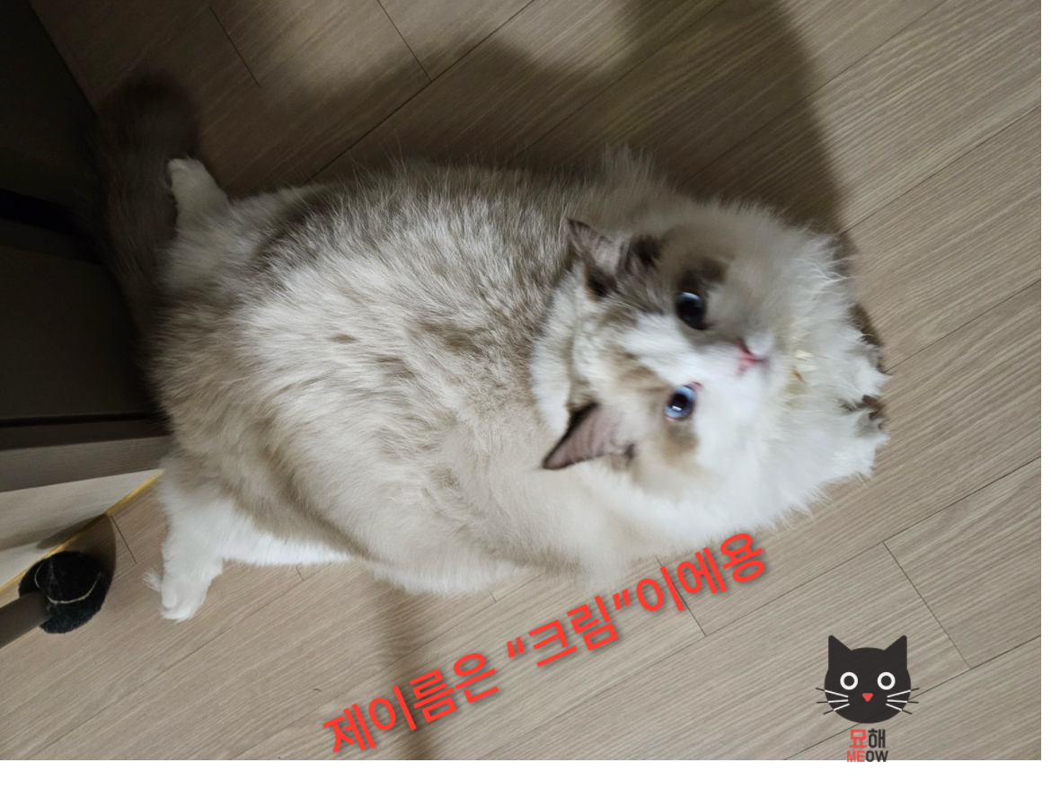 묘해 작품