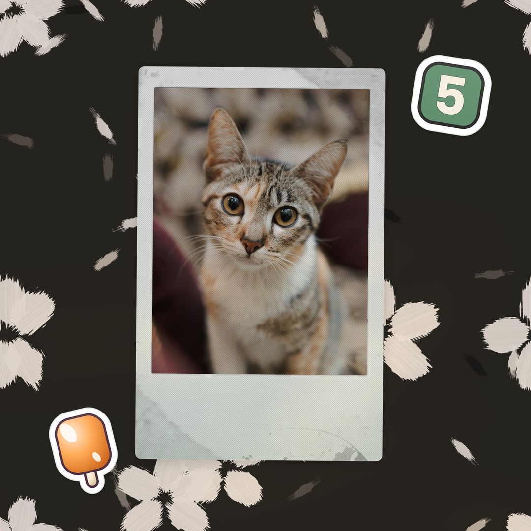 간식 주세요 집사님  #뉴욕 밤