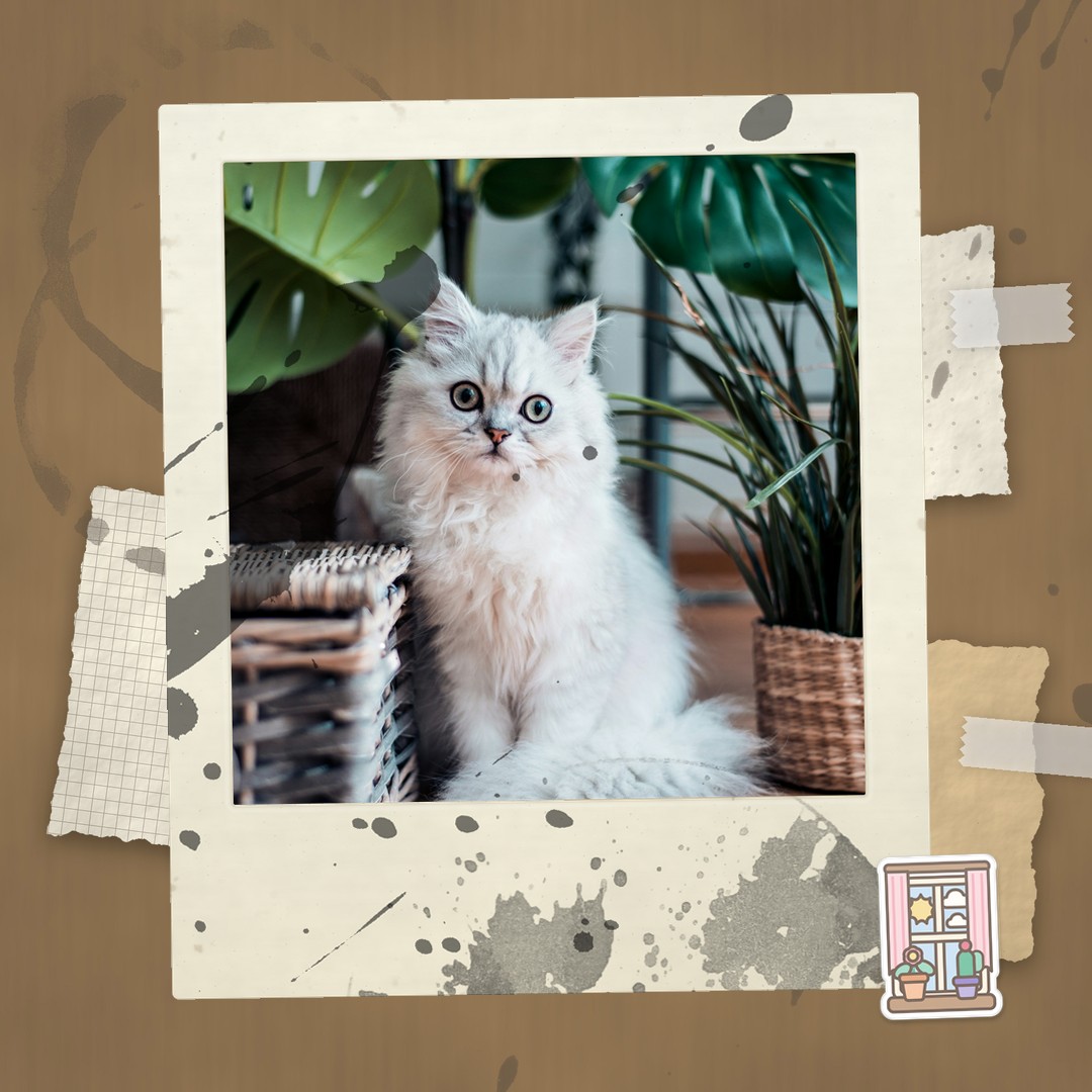 Try this look on your cat