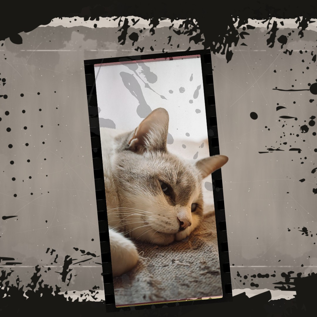 Frame + backdrop, done in a minute