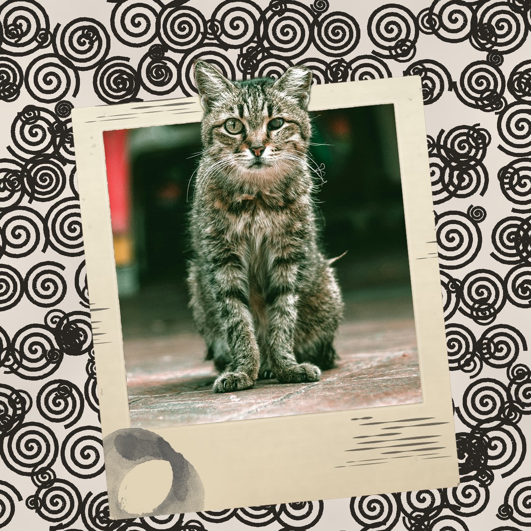 Try this look on your cat