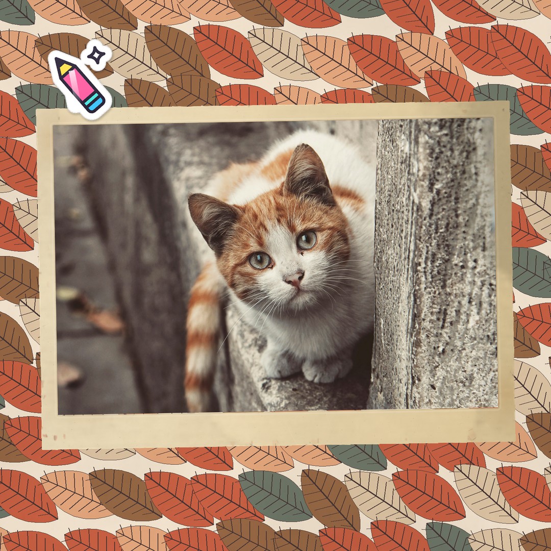 Same layout, your cat ✨